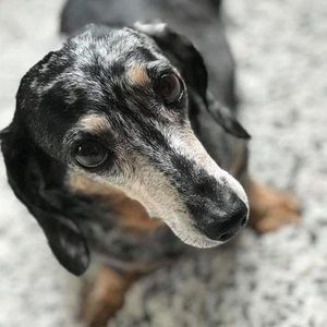 Meet your Posher, Lloyd